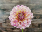 Florelie Grace