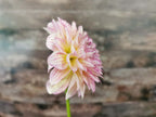 Florelie Grace