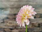 Florelie Grace