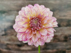 Florelie Grace