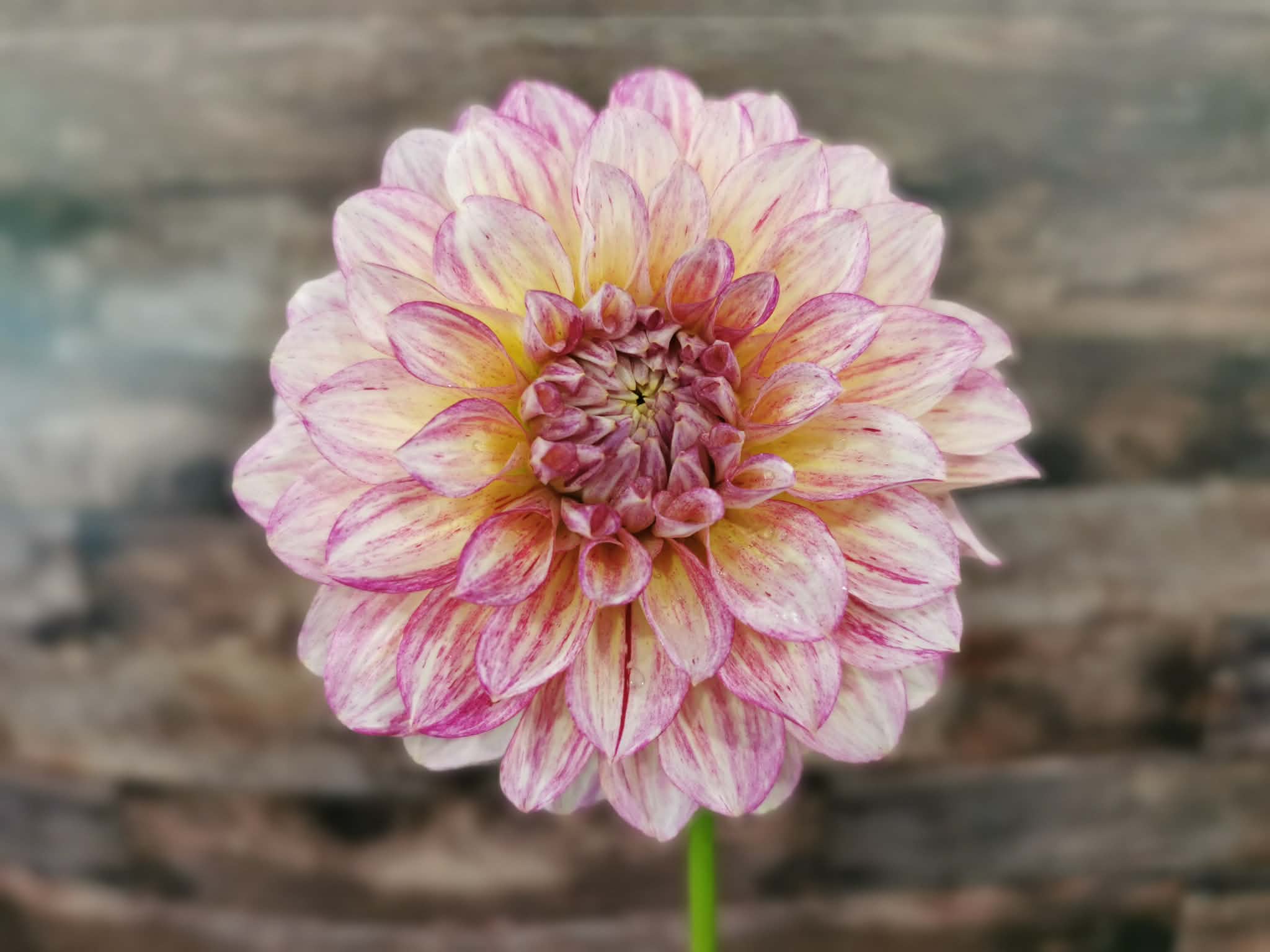 Florelie Grace
