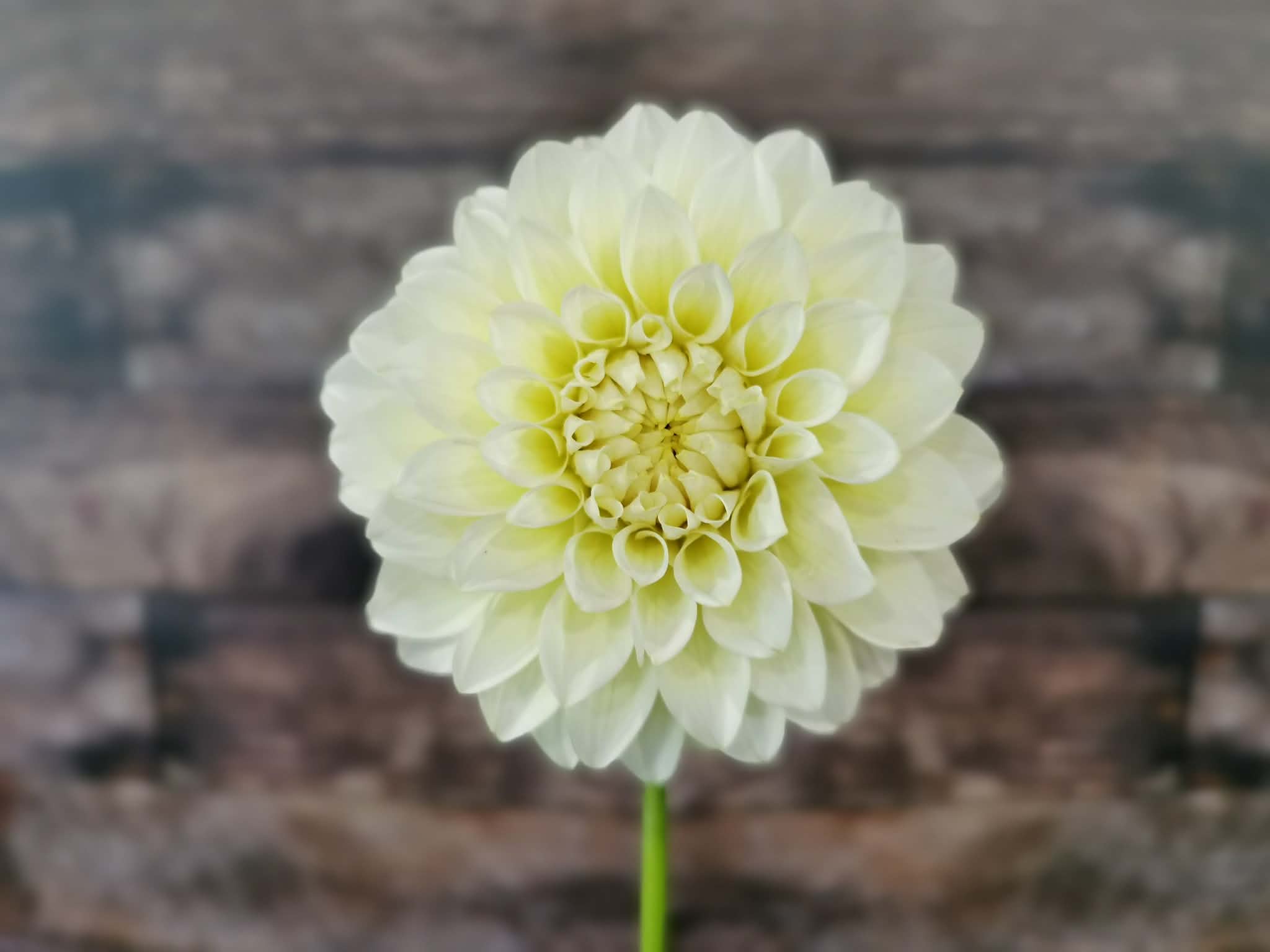 Florelie Grace