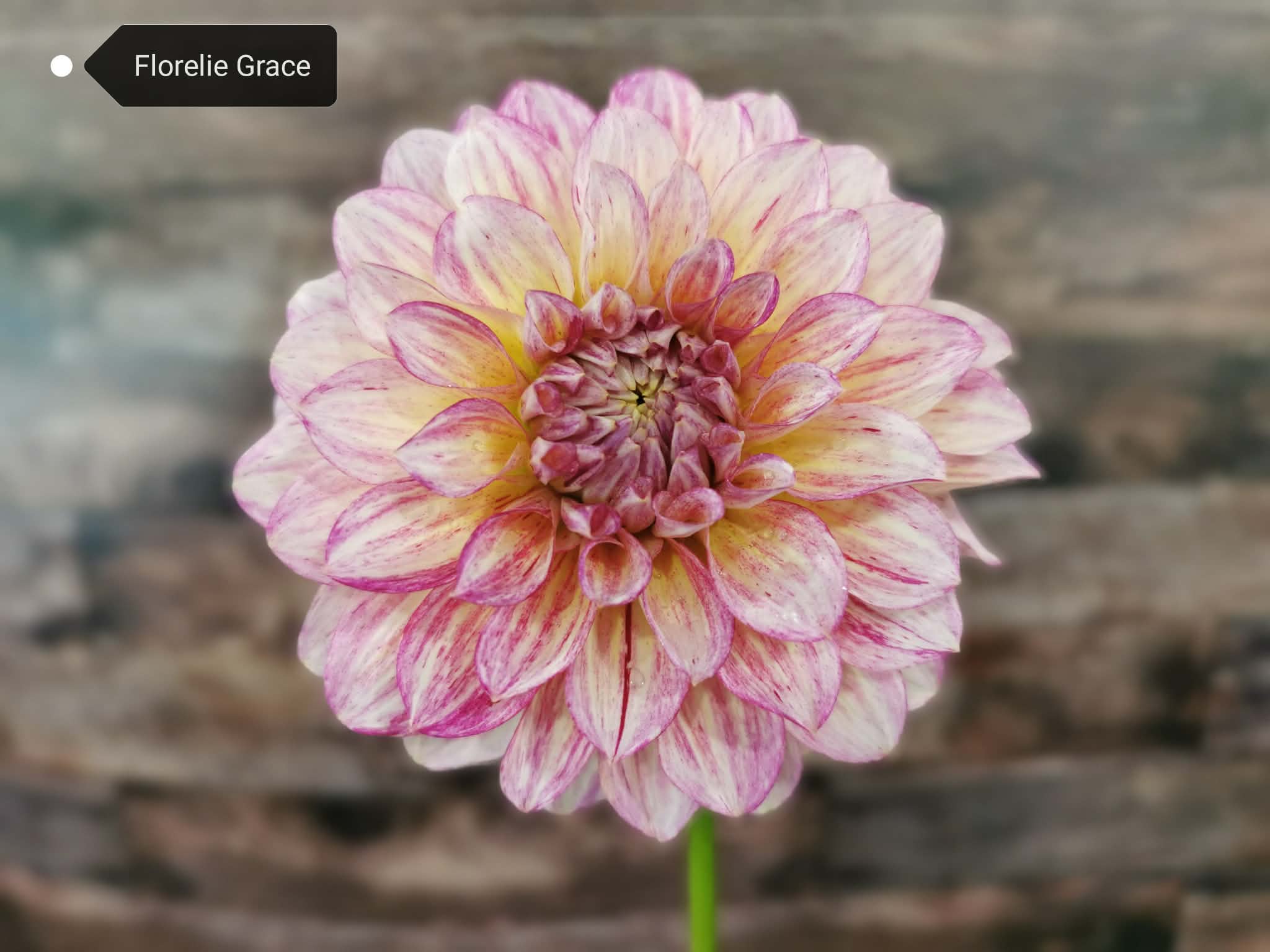 Florelie Grace