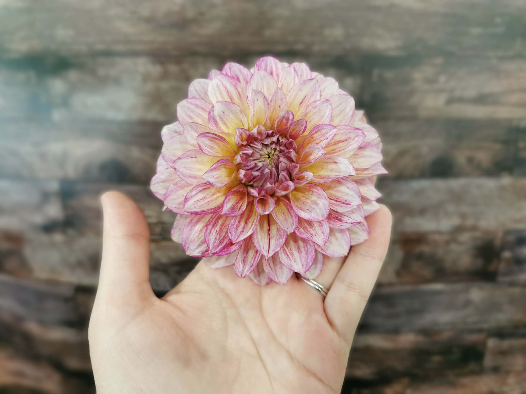 Florelie Grace