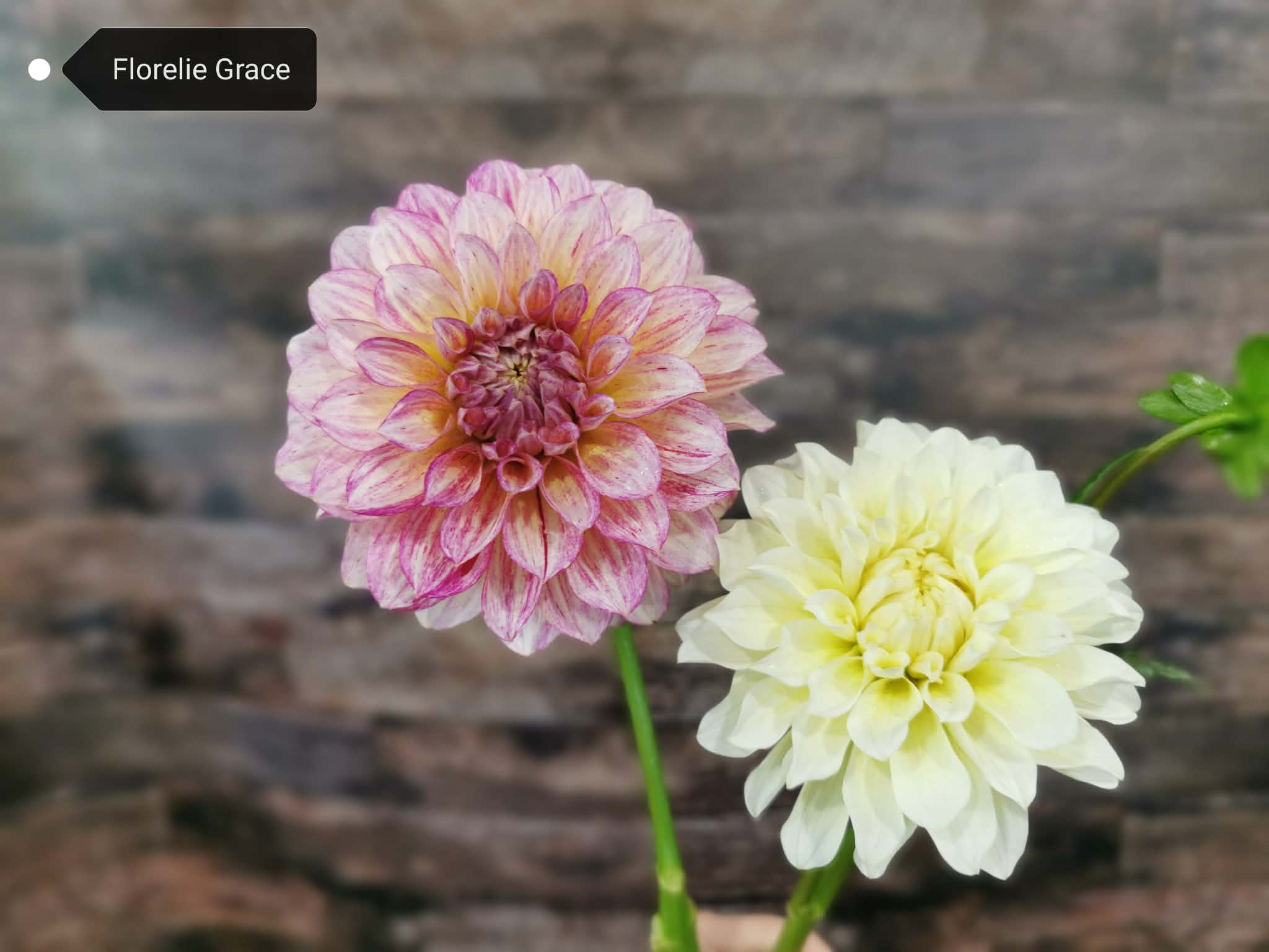 Florelie Grace