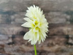 Florelie Grace