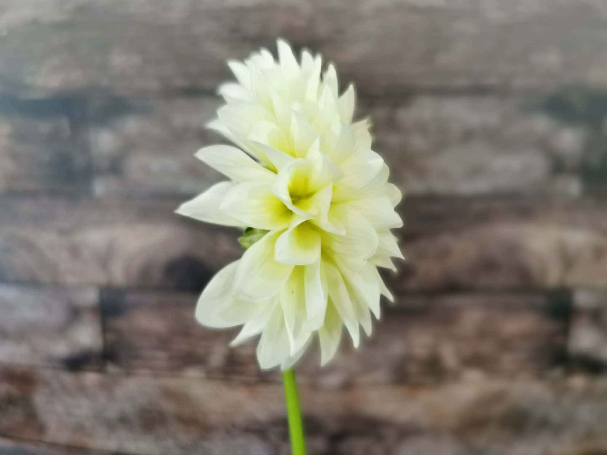 Florelie Grace