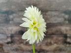Florelie Grace