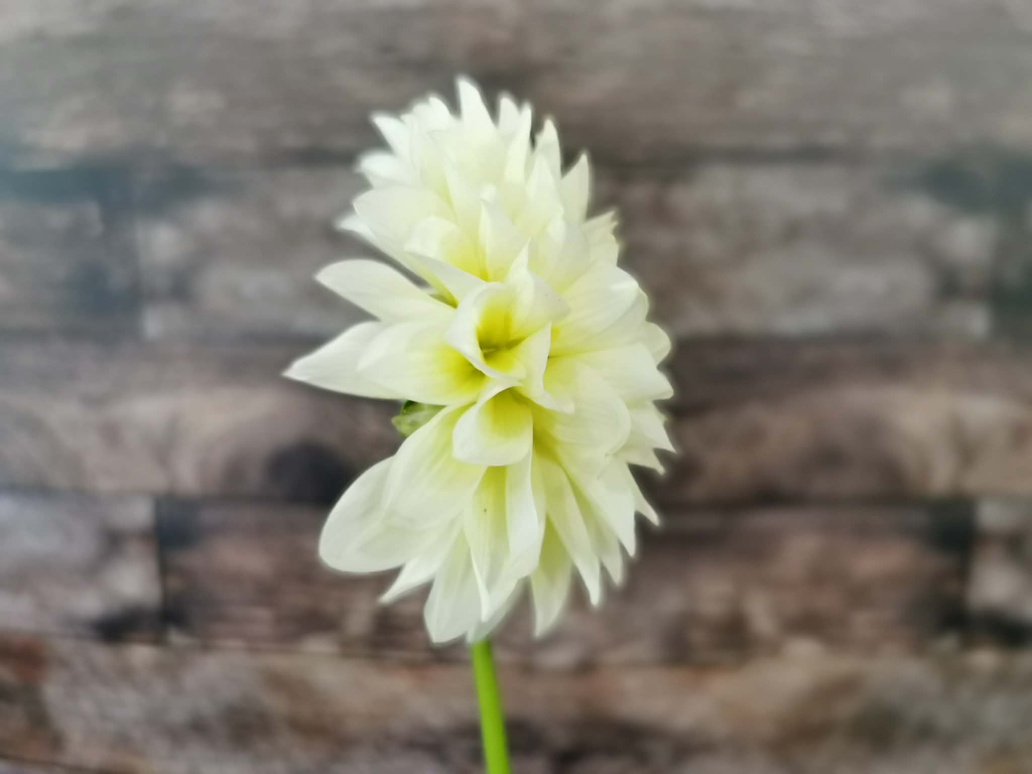 Florelie Grace