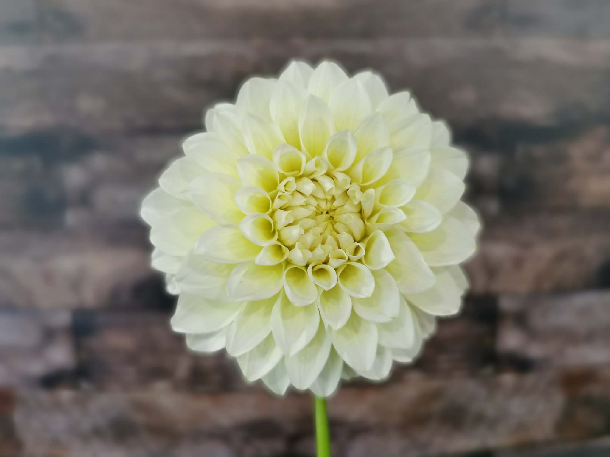 Florelie Grace