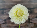 Florelie Grace
