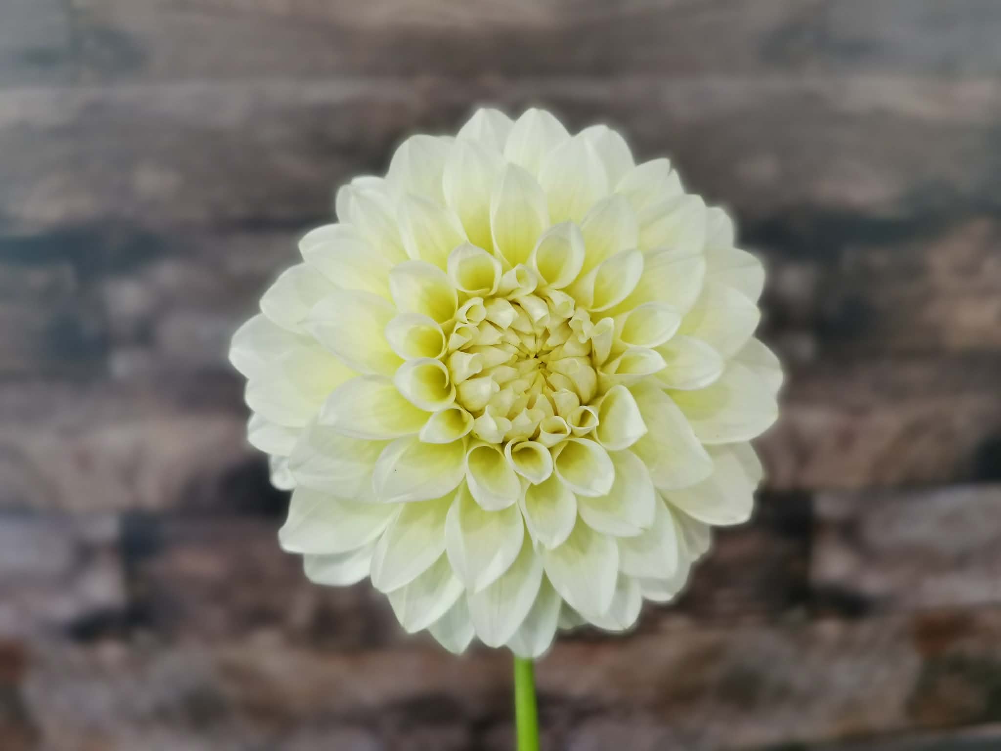 Florelie Grace