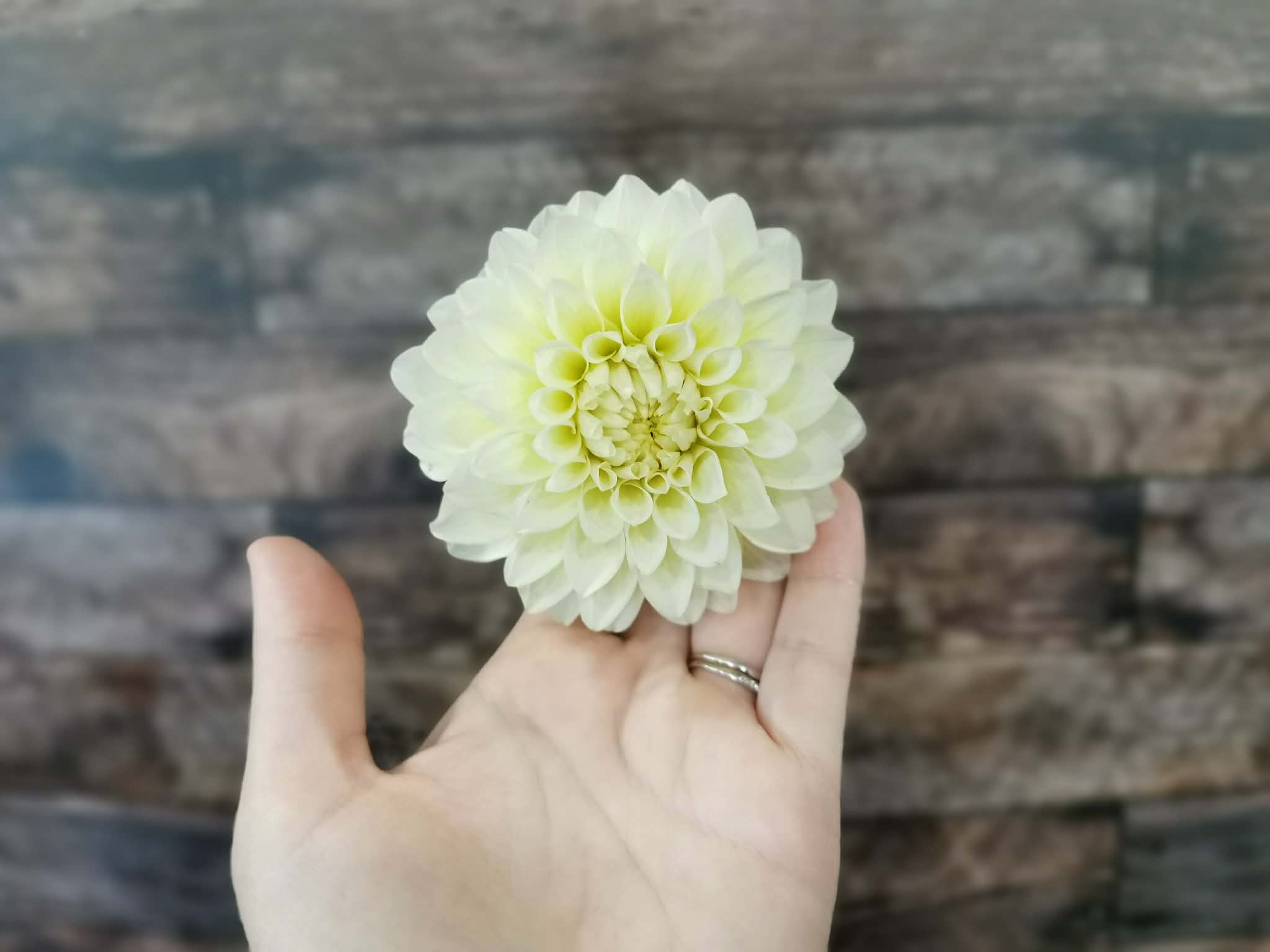 Florelie Grace