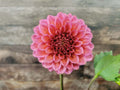 Florelie Guava