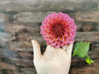 Florelie Guava