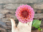 Florelie Guava