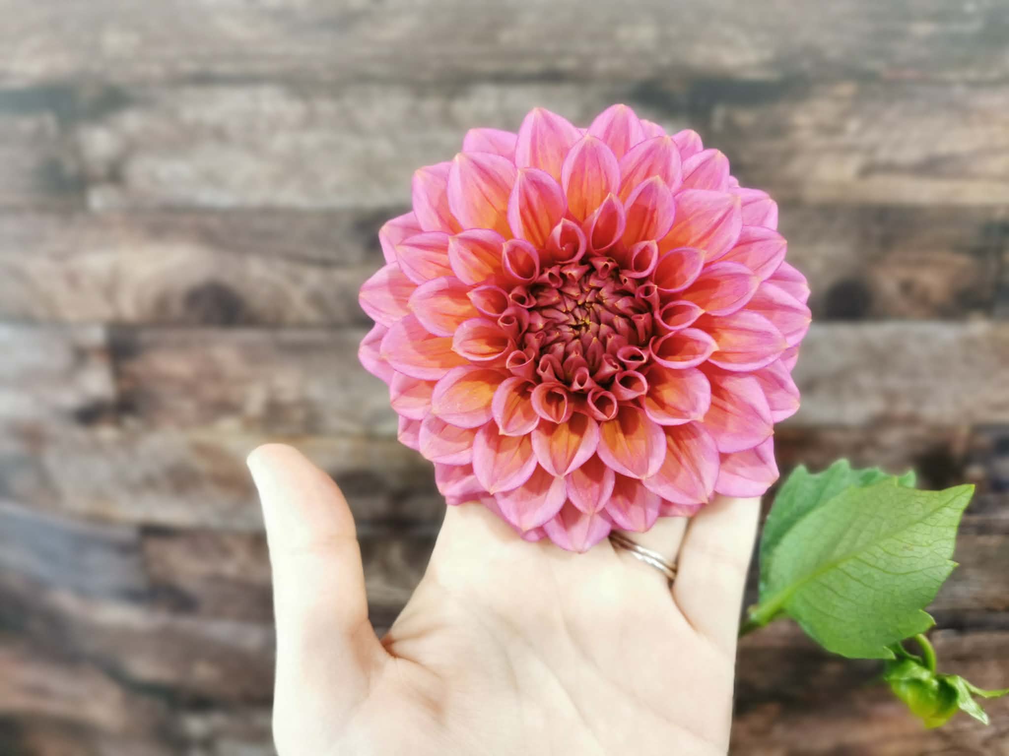 Florelie Guava