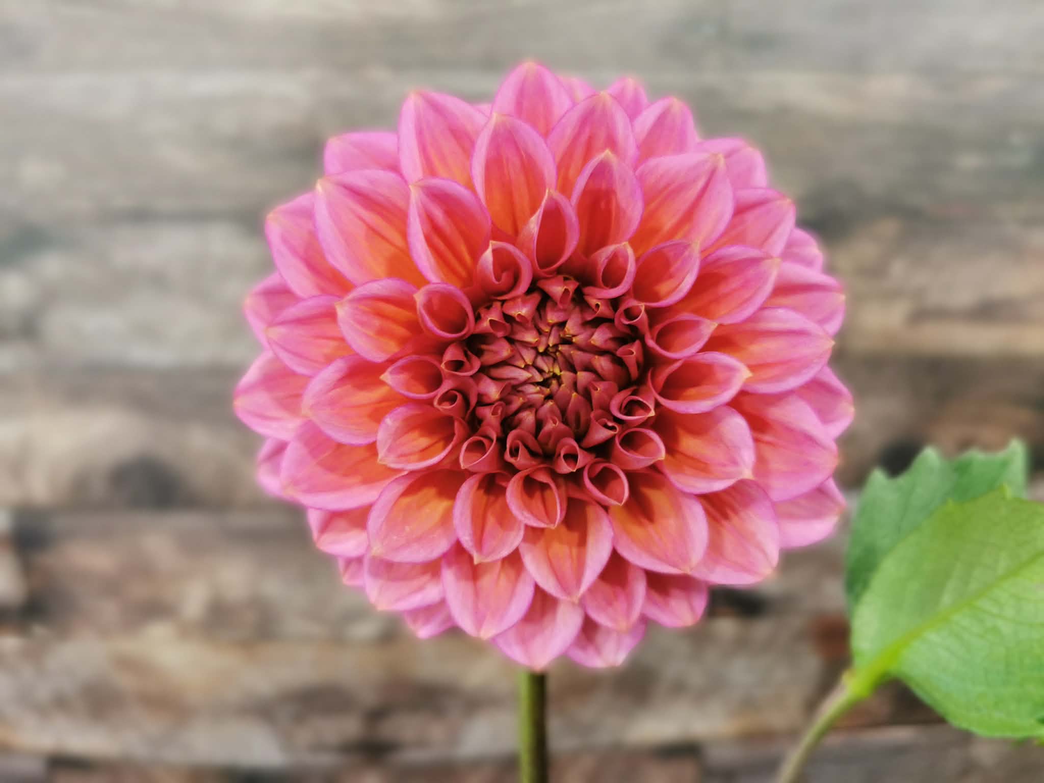 Florelie Guava