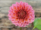Florelie Guava