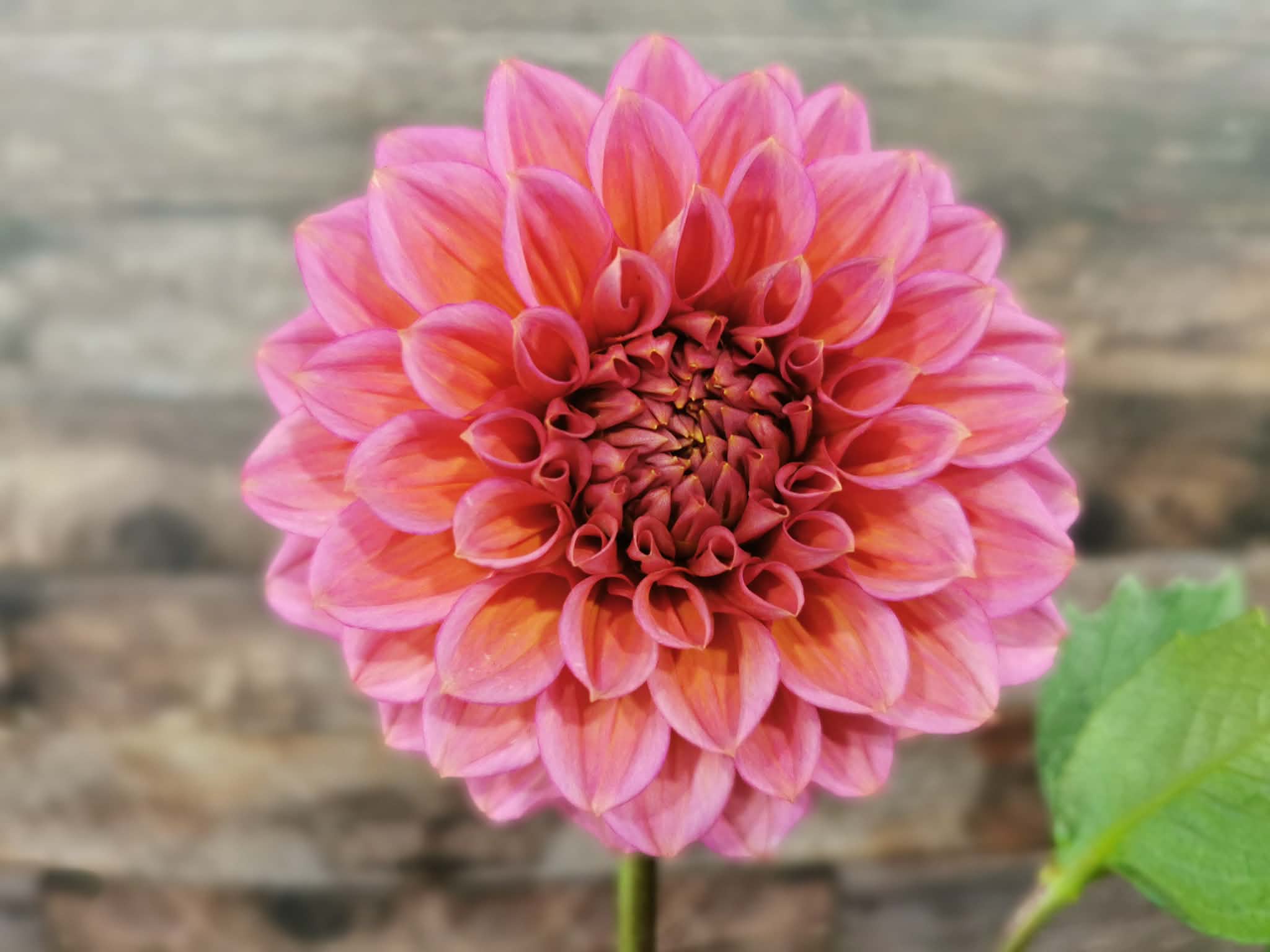 Florelie Guava