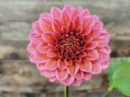 Florelie Guava