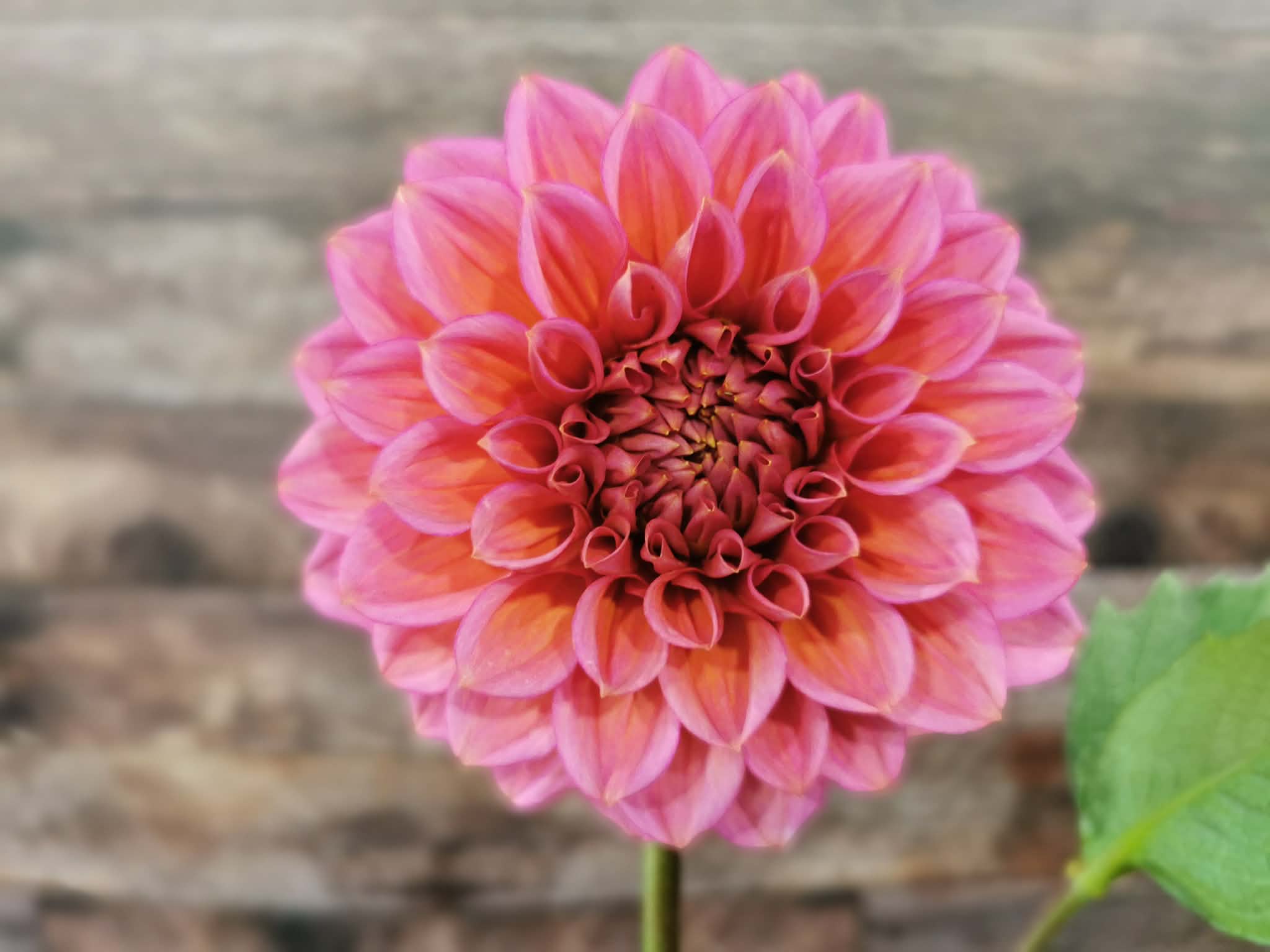 Florelie Guava