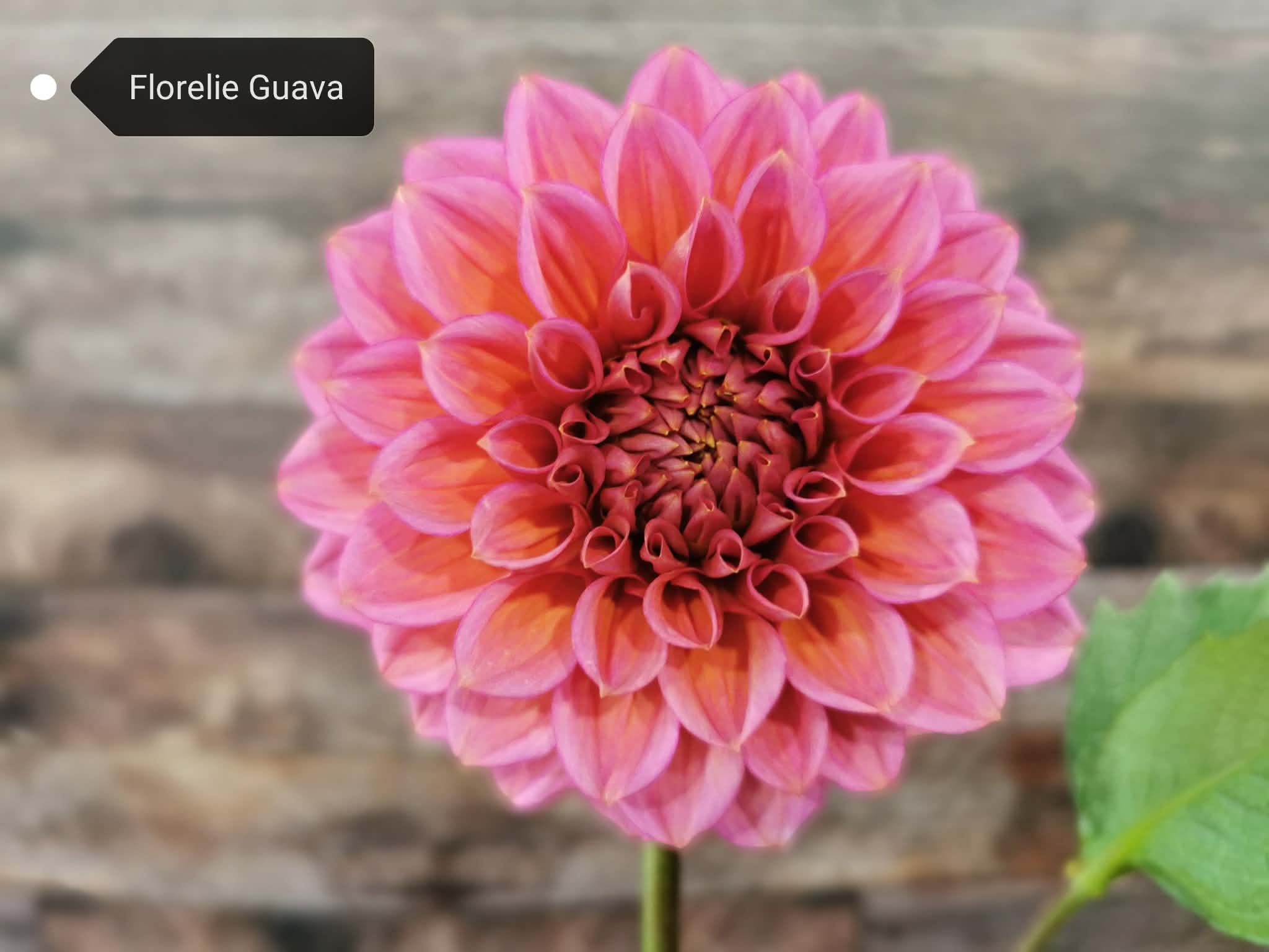 Florelie Guava