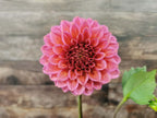 Florelie Guava
