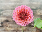 Florelie Guava