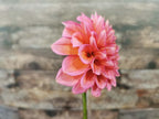 Florelie Guava