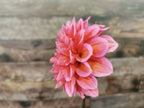 Florelie Guava