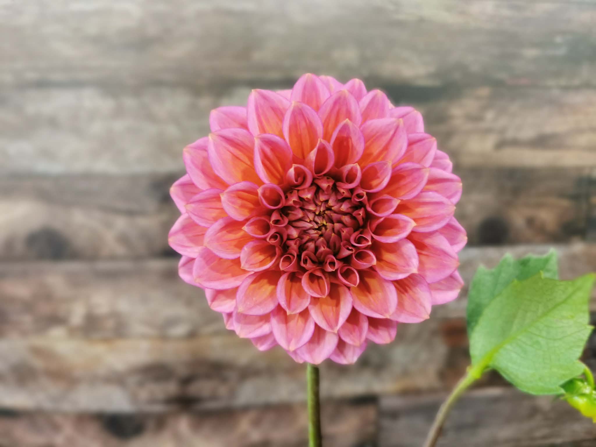 Florelie Guava