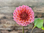 Florelie Guava