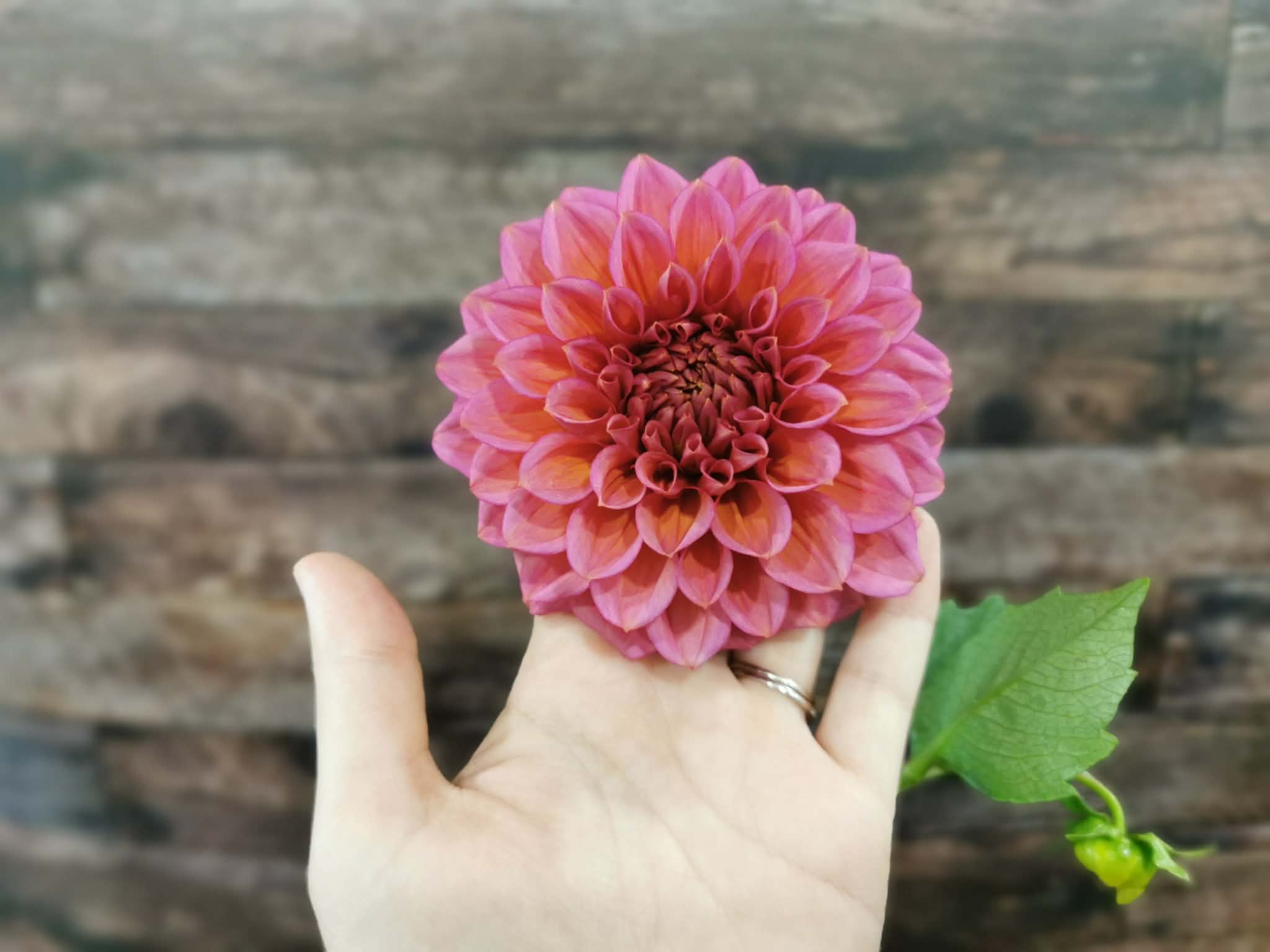 Florelie Guava