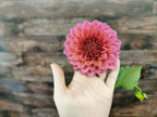Florelie Guava