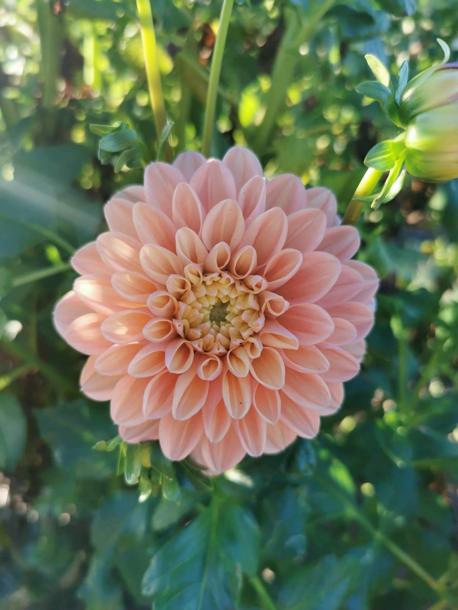 Florelie Kindness
