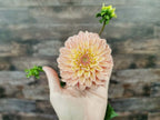 Florelie Kindness