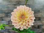 Florelie Kindness