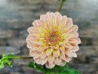 Florelie Kindness