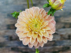 Florelie Kindness