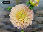 Florelie Kindness