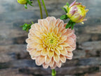Florelie Kindness