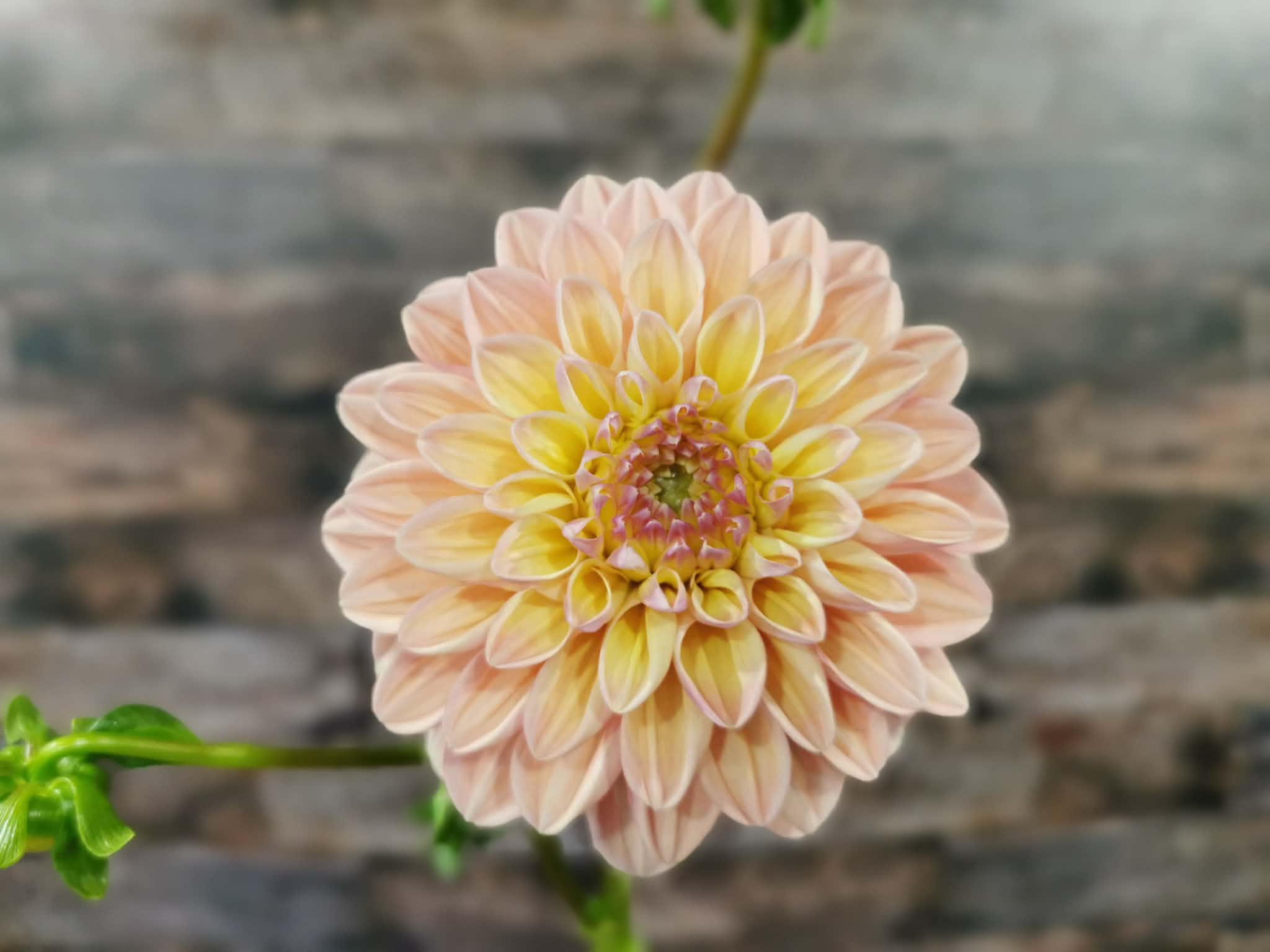 Florelie Kindness