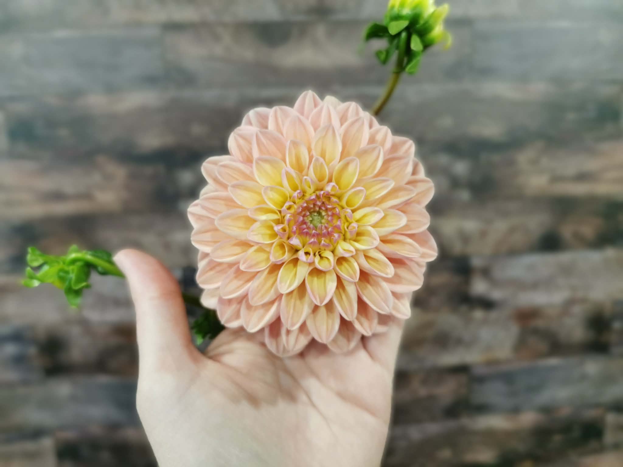 Florelie Kindness