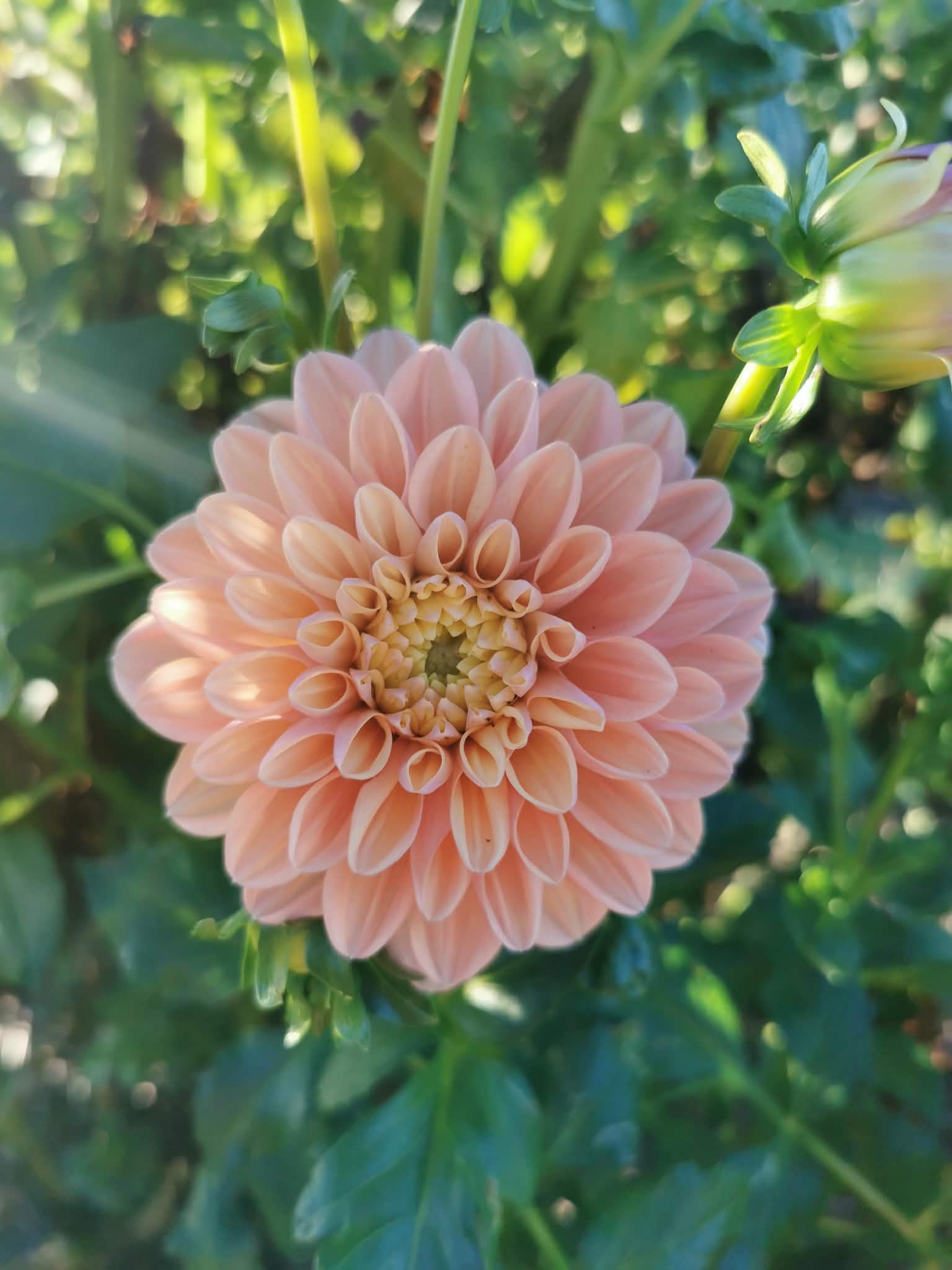 Florelie Kindness