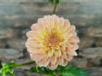 Florelie Kindness