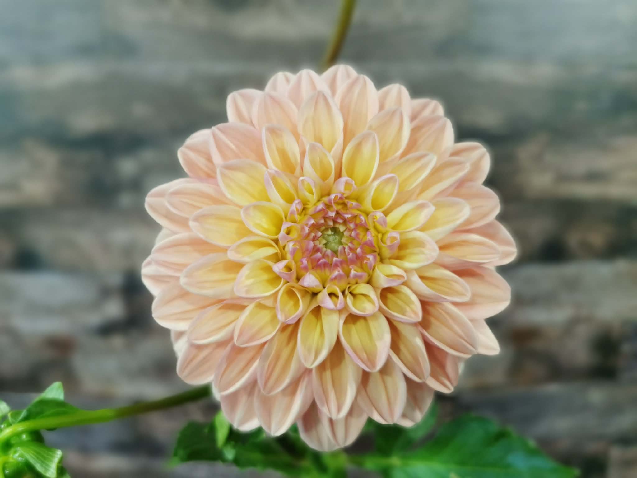 Florelie Kindness