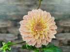 Florelie Kindness