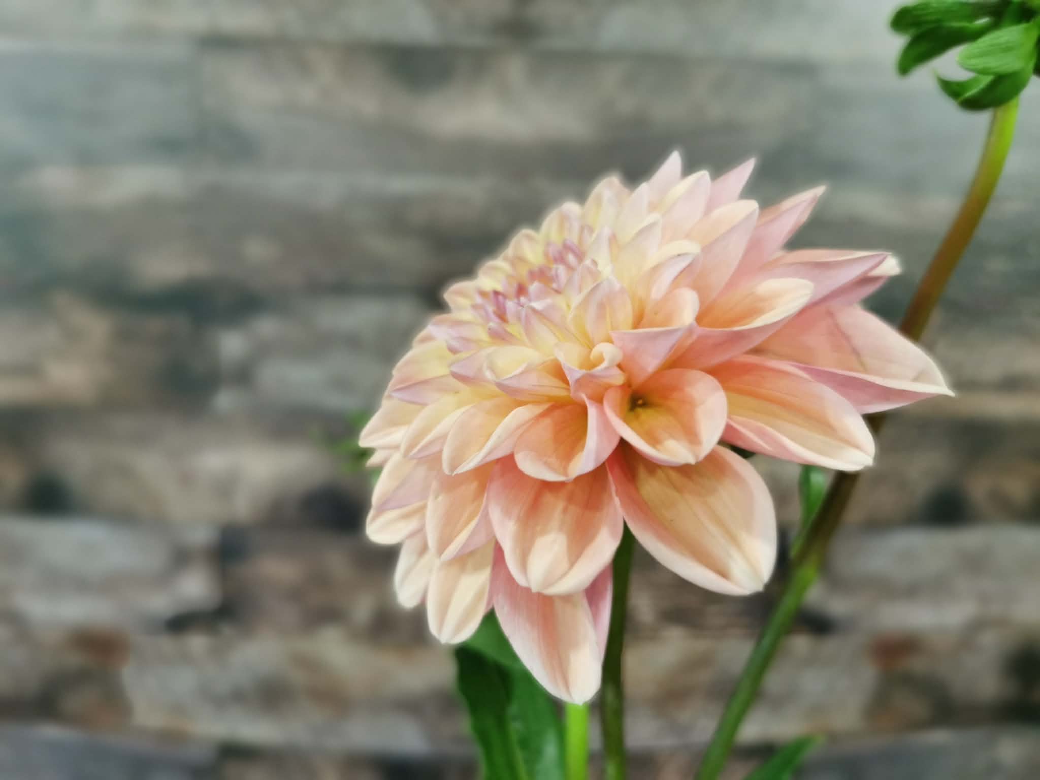 Florelie Kindness