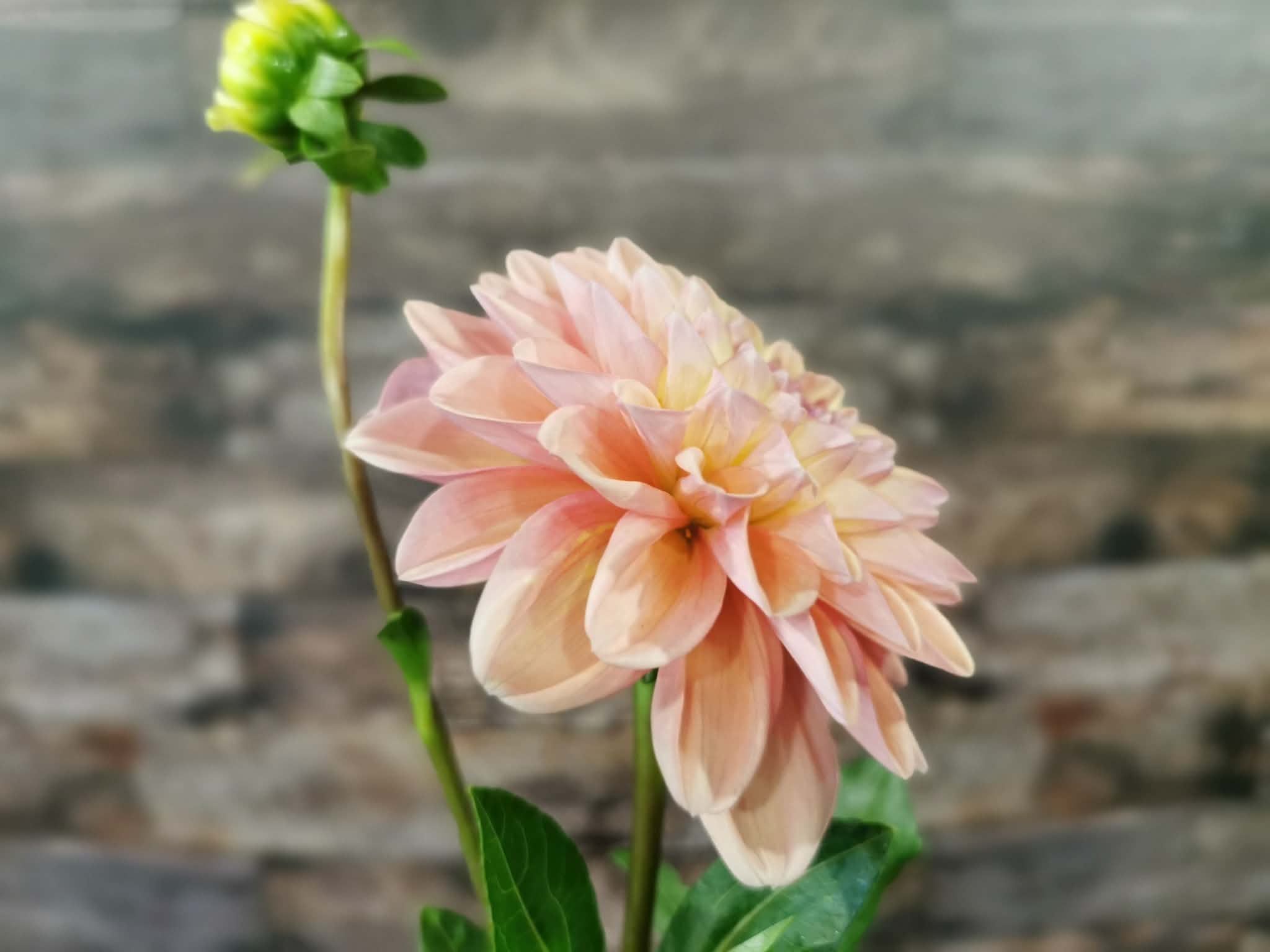 Florelie Kindness